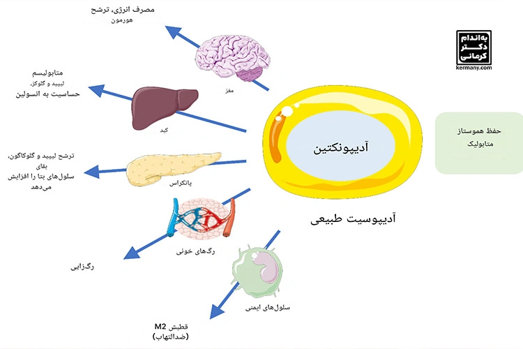 نقش هورمون آدیپونکتین در تنظیم متابولیسم چربی و قند