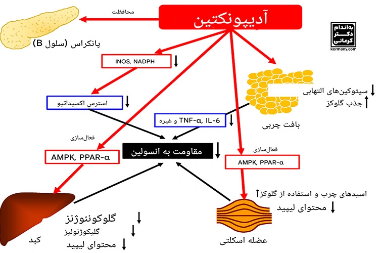 نقش هورمون آدیپونکتین در تنظیم متابولیسم چربی و قند