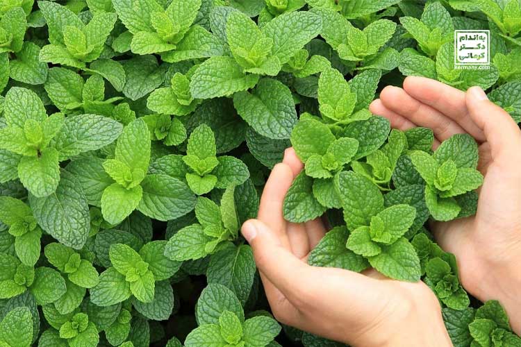 نعنا فلفلی برای تهوع