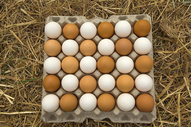 تخم مرغ قهوه ای یا سفید؟ کدام بهتر است؟ تغذیه سالم رژیم لاغری