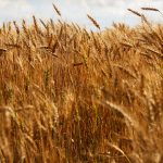 خواص جوانه گندم برای سلامتی چیست؟
