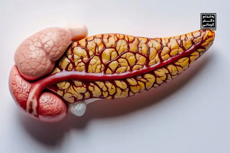 نقش پانکراس در متابولیسم چربی