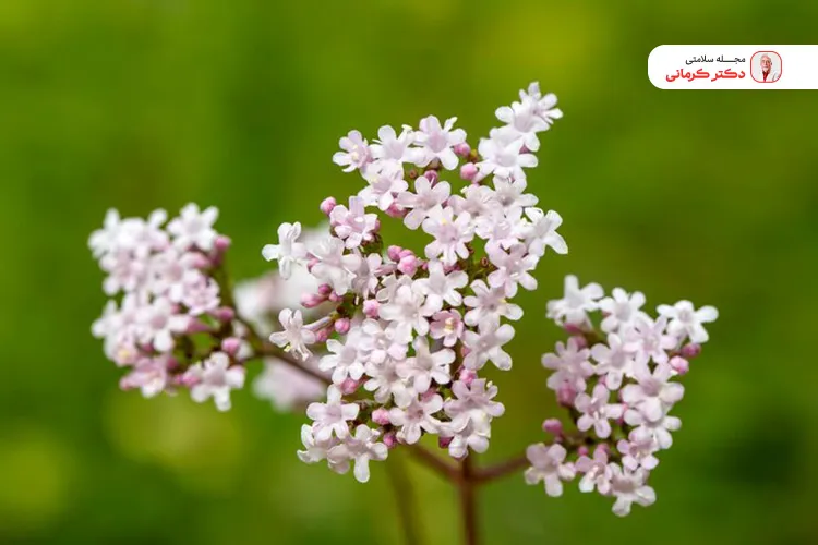 سنبلالطیب برای میگرن