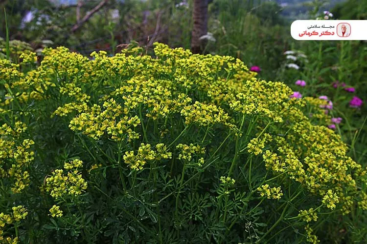 سداب یکی از گیاهان به کار رفته در قرص هزال است.