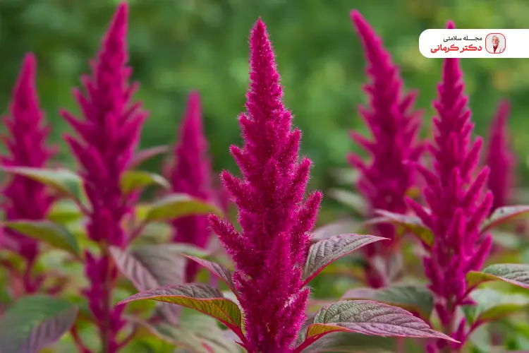 خواص غلات کامل