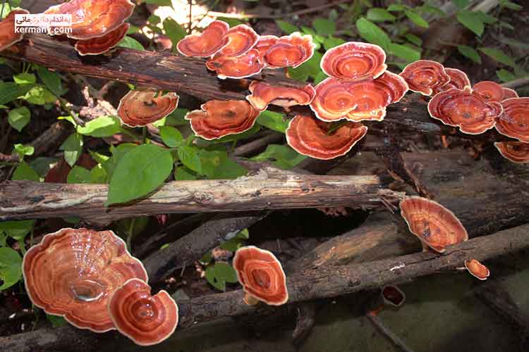 قارچ گانودرما از جمله قارچ‌های موجود در طبیعت است که خواص متعددی دارد.