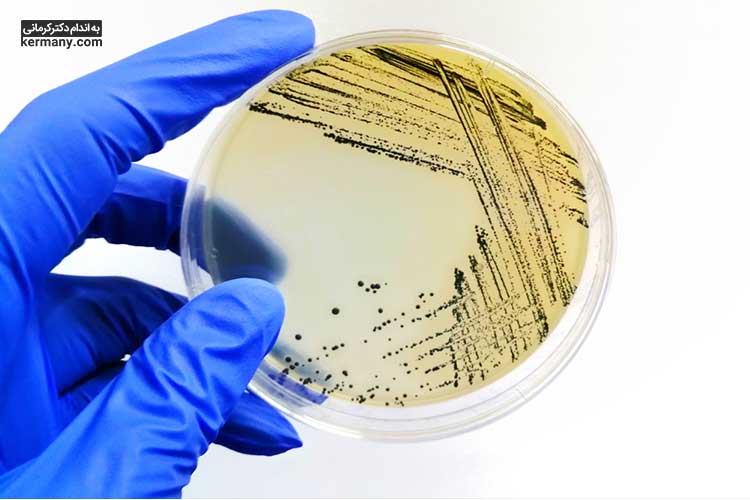 عصاره‌ جو دوسر حاوی خواص ضدباکتریایی در برابر استافیلوکوکوس اورئوس و E. coli است.