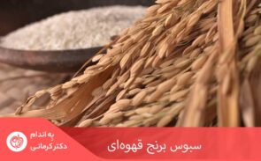 روغن سبوس برنج به عنوان یک روغن سالم در ژاپن، آسیا و به ویژه هندوستان، از محبوبیت بالایی برخوردار است.