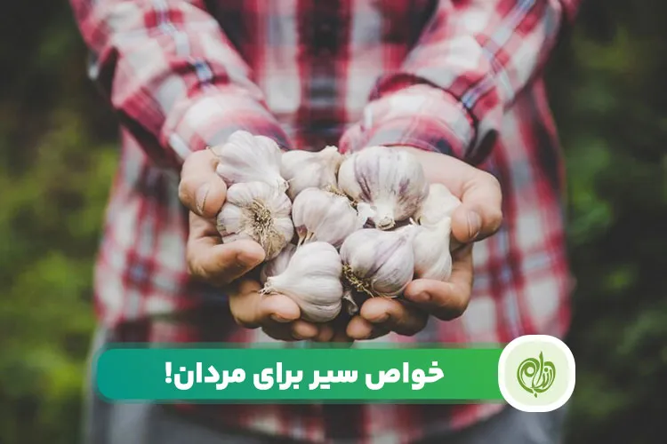 مقاله فواید سیر خام برای سلامت مردان