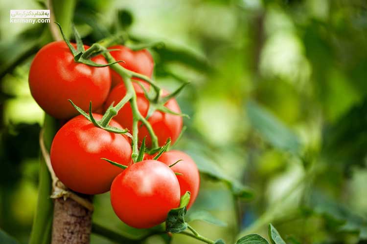 یکی از مواد غذایی مجاز برای سندروم روده تحریک پذیر، گوجه فرنگی است.