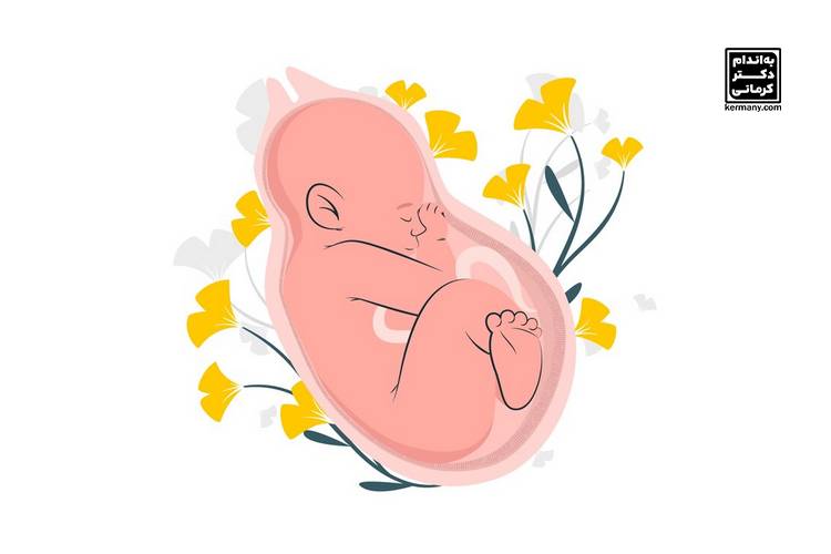 بلدرچین در بارداری؛ آیا برای مادر و جنین مفید است؟