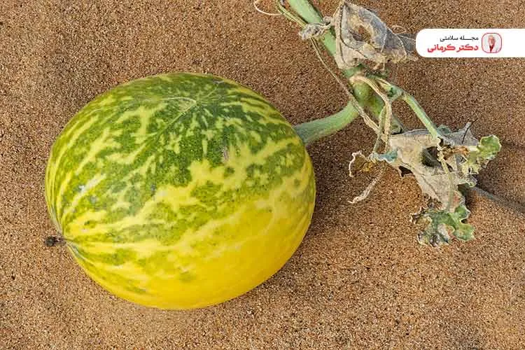 مصرف بیش از حد هندوانه ابوجهل کشنده است.