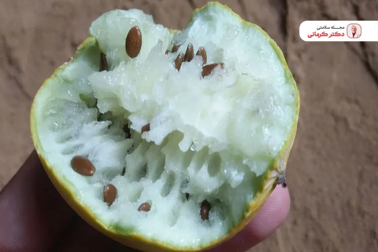 هندوانه ابوجهل در طب سنتی خواص ترمیمی دارد.