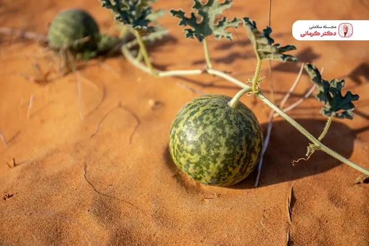 هندوانه ابوجهل با وجود عوارضی که دارد در طب سنتی استفاده میشود.