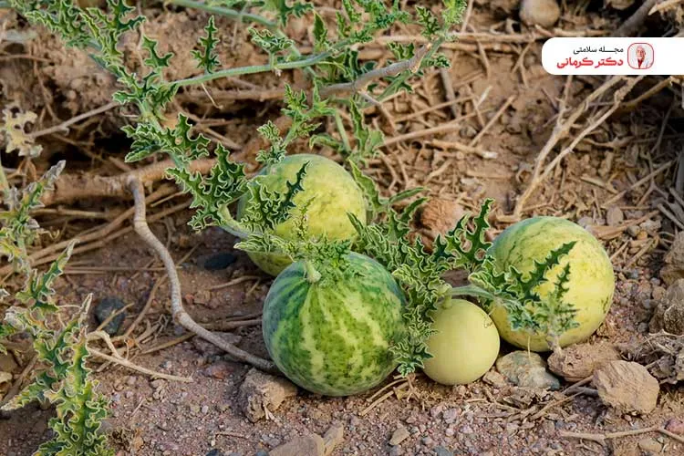 هندوانه ابوجهل را به دلیل مواد سمی که دارد خودسرانه مصرف نکنید.