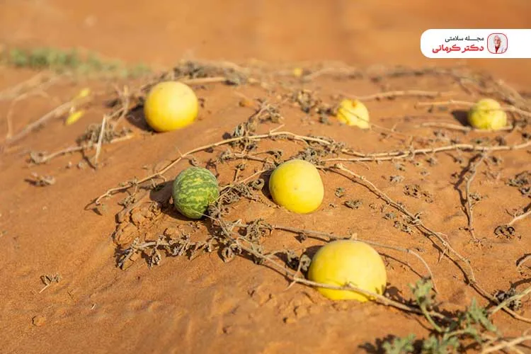 مصرف هندوانه ابوجهل به دلیل عوارض خاص آن از طرف سازمان بهداشت جهانی ممنوه شده است.