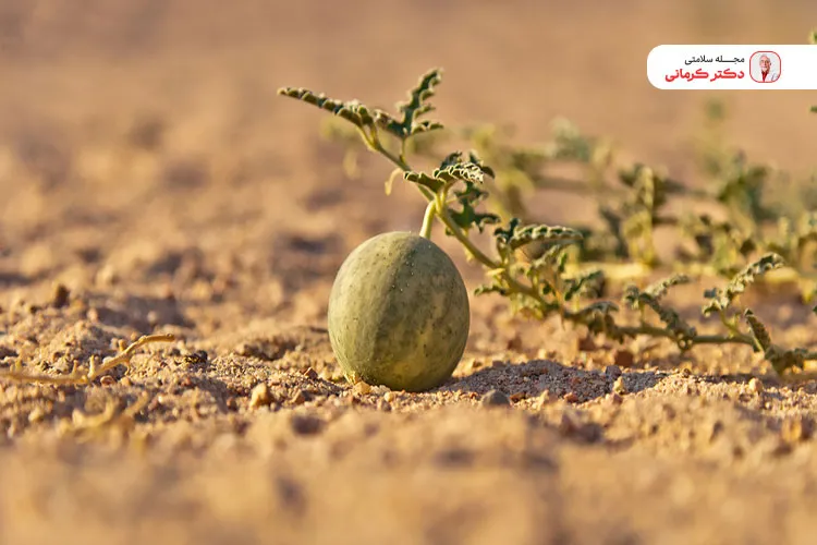 هندوانه ابوجهل یک هندوانه کوچک با طعم تلخ است.