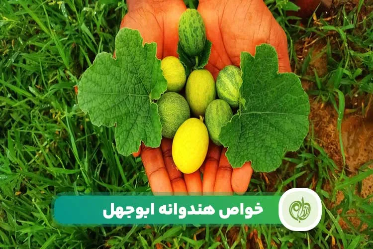 مقاله خواص هندوانه ابوجهل چیست؟