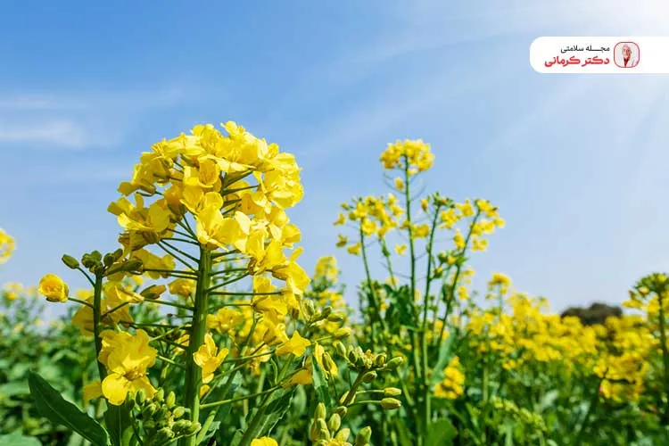 افراد دیابتی می‌توانند از روغم کلزا استفاده کنند.