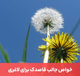 خواص قاصدک طیف وسیعی از بیماری‌ها و مشکلات بدن را در برمی‌گیرد.