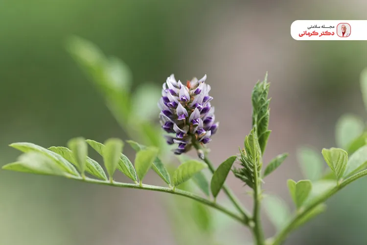 شیرین بیان به کاهش التهاب کبد کمک میکند.