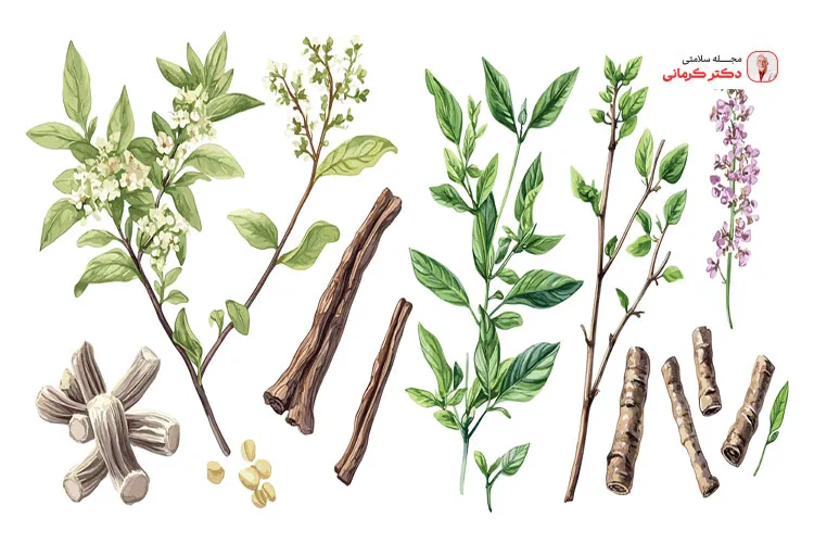 شیرین بیان یک گیاه دارویی بسیار ارزشمند و پرکابرد است.