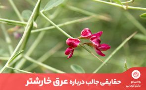 عرق خارشتر فوایدی بی‌شماری برای سلامتی دارد و حتی برای کمک به کاهش وزن نیز مناسب است.