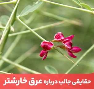 عرق خارشتر فوایدی بی‌شماری برای سلامتی دارد و حتی برای کمک به کاهش وزن نیز مناسب است.