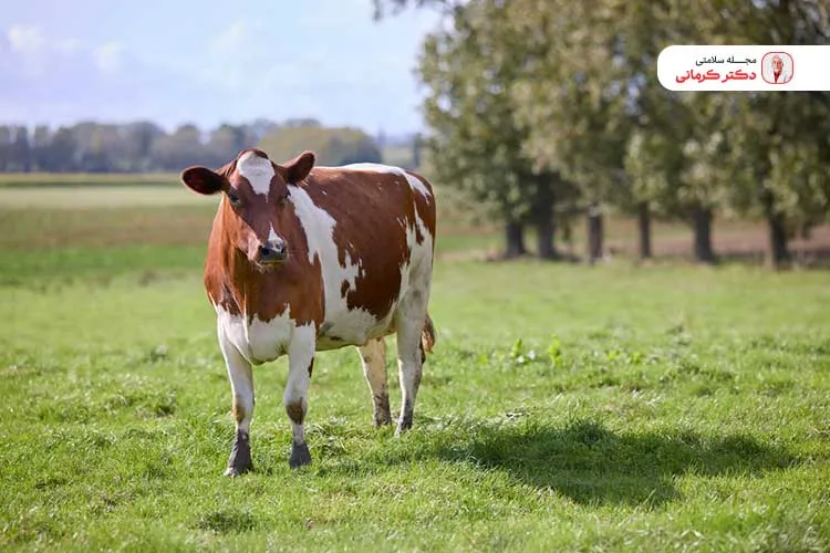 روغن شحم گاو را از چربی اطراف قوه گاه حیوان به دست می‌آورند.