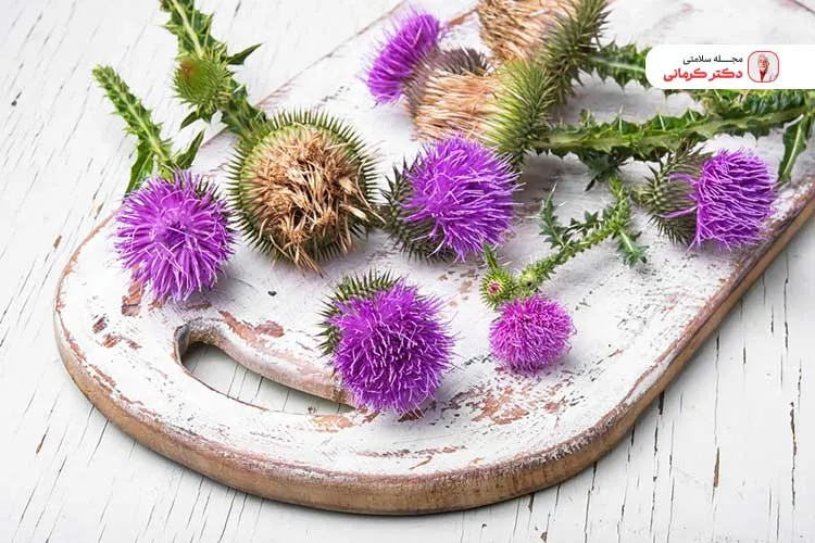 نوشیدن دم نوش خار مریم برای درمان فوری کبد چرب