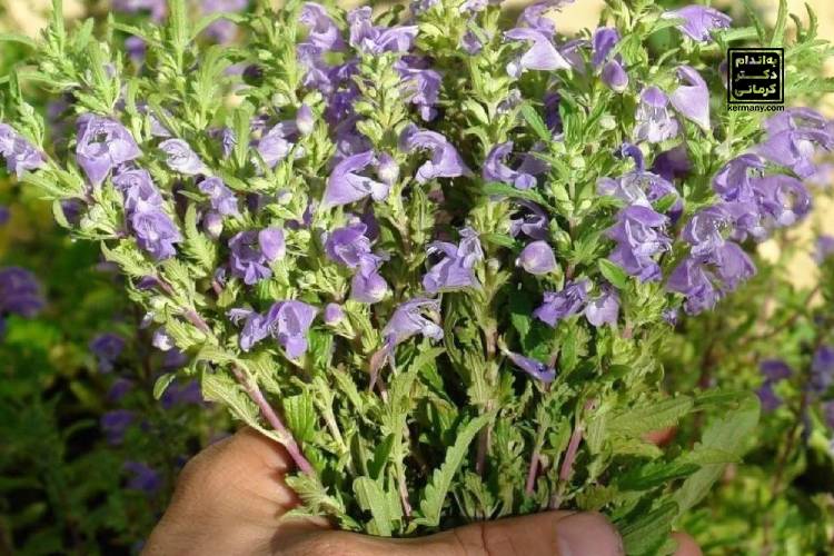 خواص بادرنجبویه برای سلامتی - - خواص بادرنجبویه - خواص مواد غذایی