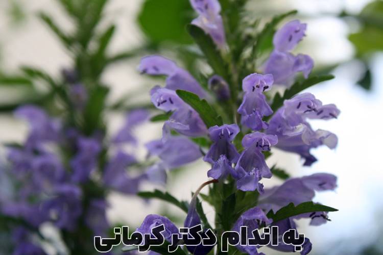 خواص بادرنجبویه
