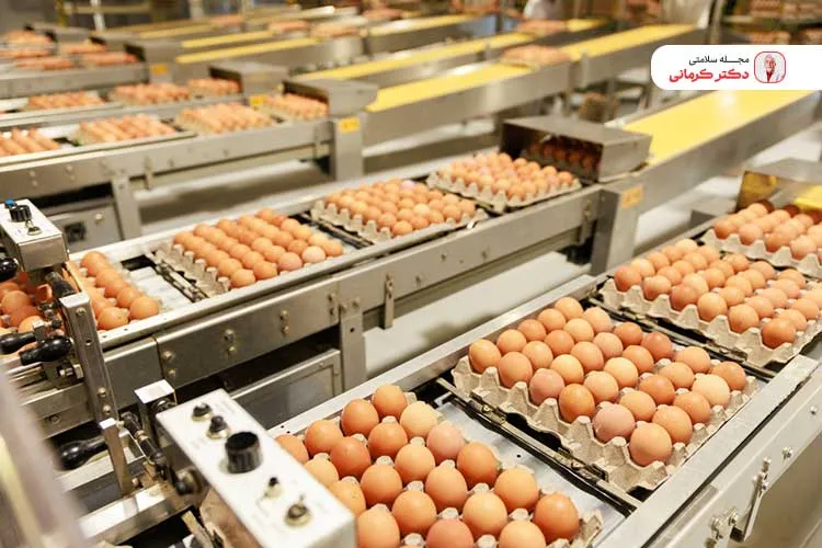 تخم مرغ محلی دوام بیشتری دارد.