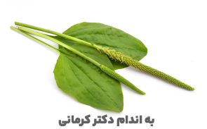 خواص بارهنگ