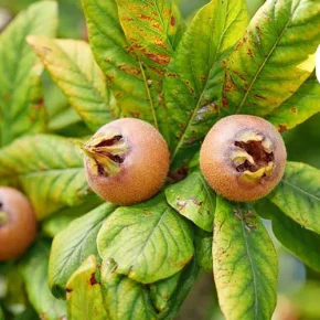 مقاله فواید ازگیل برای سلامتی