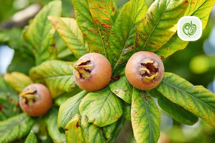 مقاله فواید ازگیل برای سلامتی