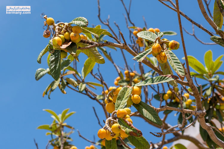 یکی از خواص جالب ازگیل به دلیل مقادیر بالای آهن، کمک به بهبود خواب و رفع بی‌خوابی است.