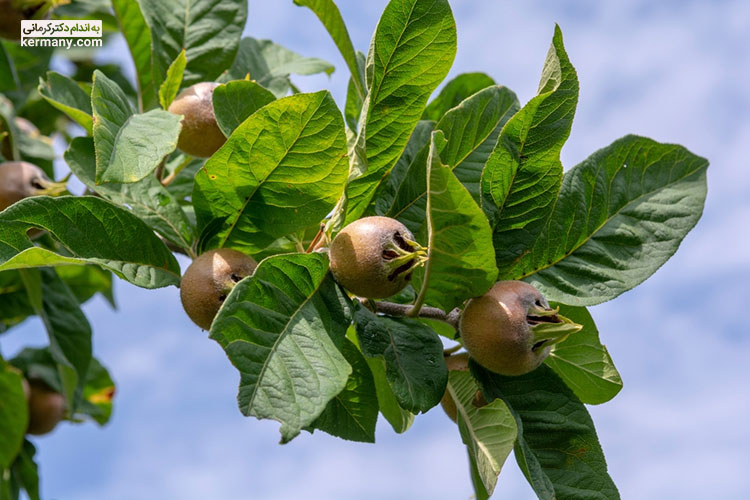 خواص ازگیل و میوه آن برای درمان کم خونی در خانم‌ها مفید است.