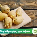 خبر آیا سیب زمینی جوانه زده و سبز ضرر دارد؟