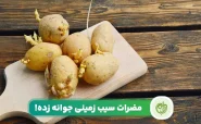 آیا سیب زمینی جوانه زده و سبز ضرر دارد؟