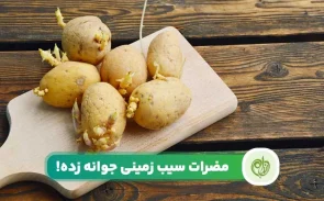آیا سیب زمینی جوانه زده و سبز ضرر دارد؟