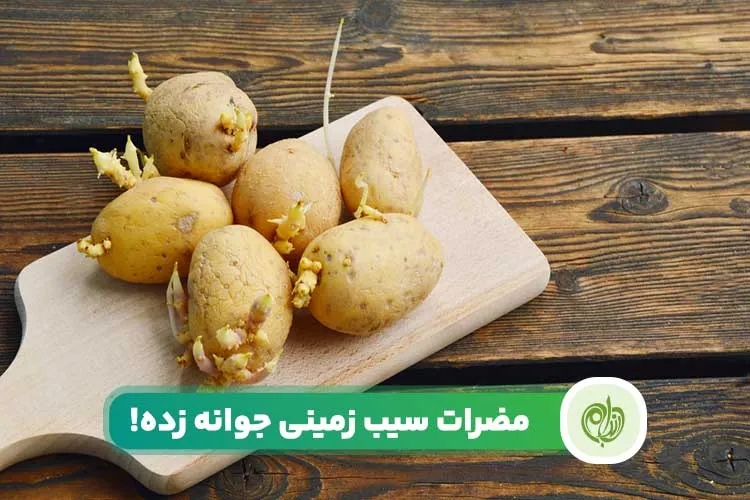 مقاله آیا سیب زمینی جوانه زده و سبز ضرر دارد؟