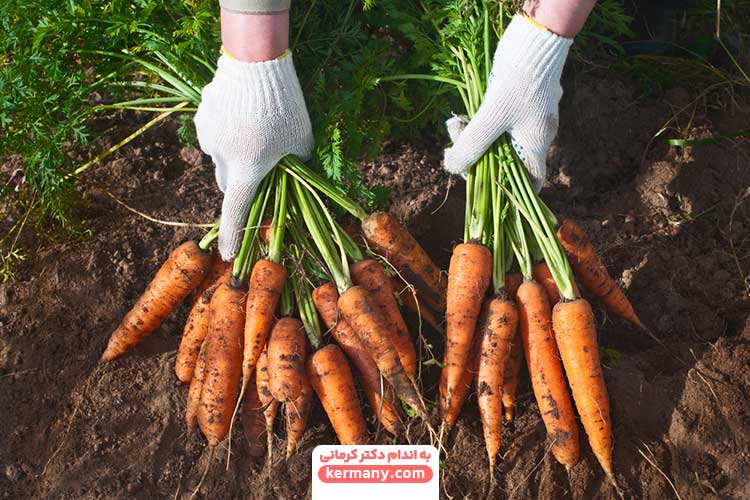 خواص هویج برای سلامتی که تا به حال نمی‌دانستید! - 16 - خواص هویج - خواص مواد غذایی