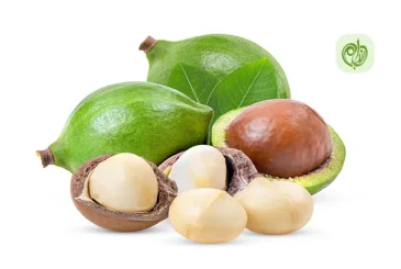 خواص ماکادمیا چیست؟