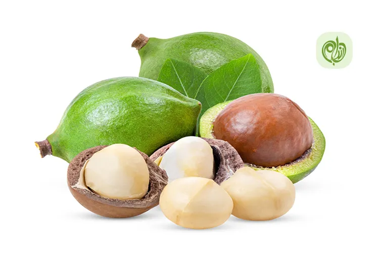 خواص ماکادمیا چیست؟