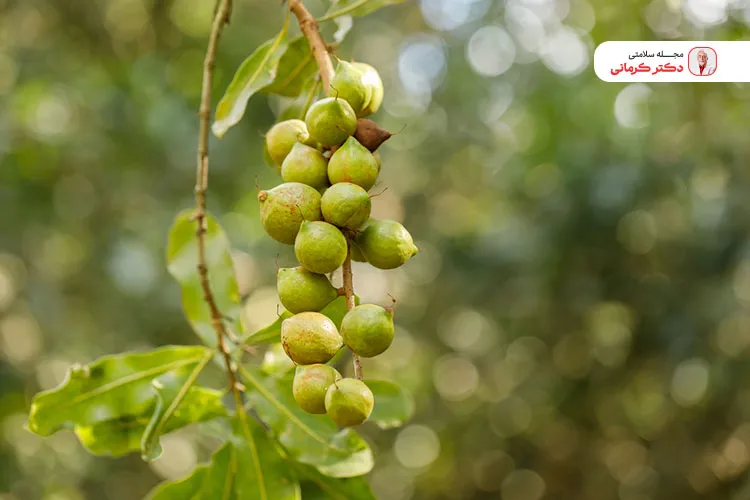 بهبود سلامت مغز و حافظه از خواص آجیل ماکادمیا است.