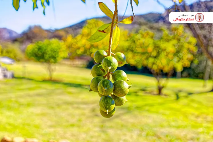 درخت ماکادمیا بومی استرالیا است.