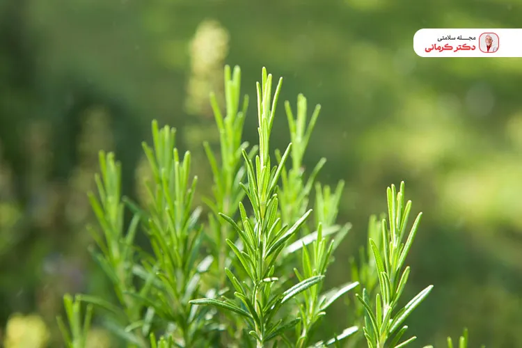 از خواص مهم رزماری بهبود علائم کبد چرب است.