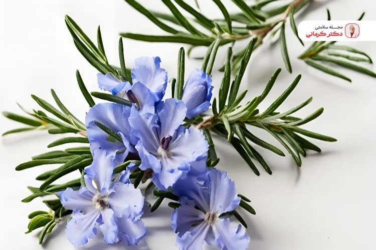 رزماری برای درمان سرماخوردگی مفید است.