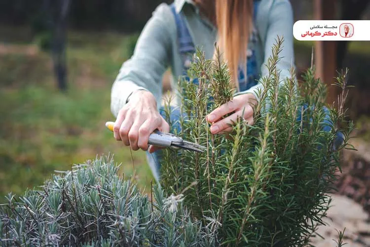 برخی افراد ممکم است به مصرف رزماری حساسیت داشته باشند.